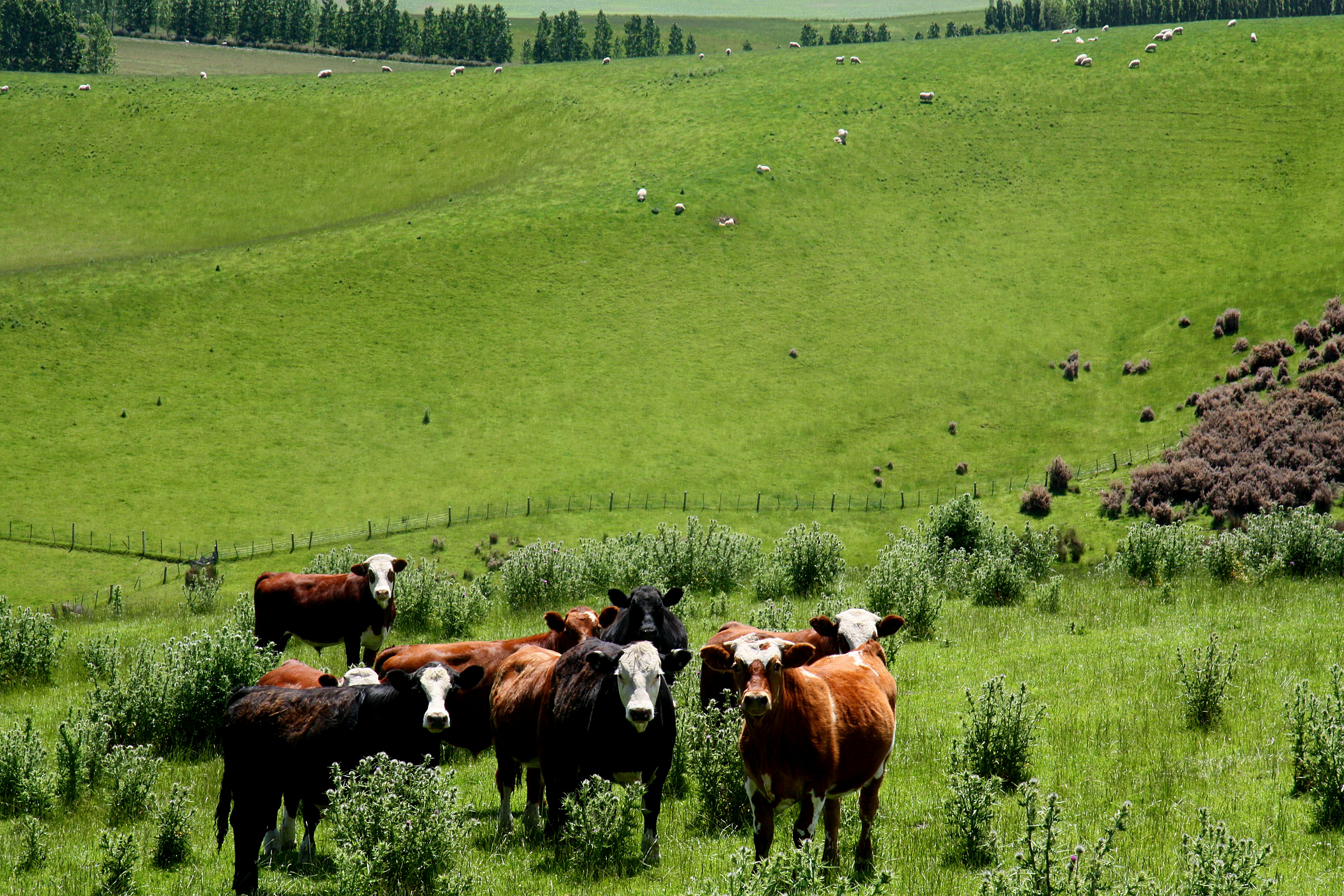 brown and white cow on green grass field during daytime